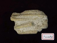 藏品(海百合之莖化石)的圖片